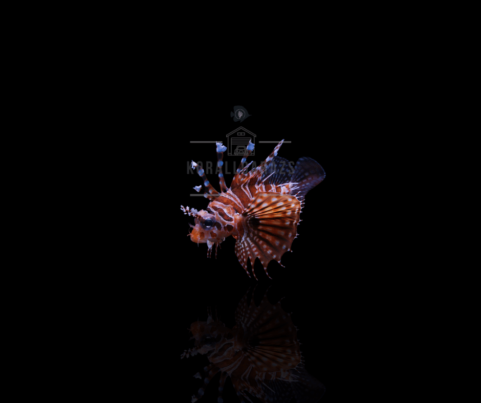 Dendrochirus Zebra